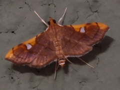 Coenostolopsis apicalis