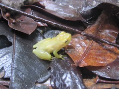 Phyllodytes luteolus