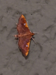 Coenostolopsis apicalis