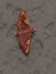 Coenostolopsis apicalis