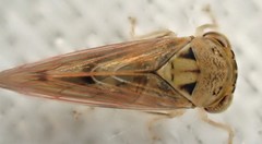 Austroagalloides grisea