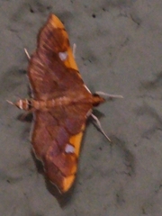 Coenostolopsis apicalis