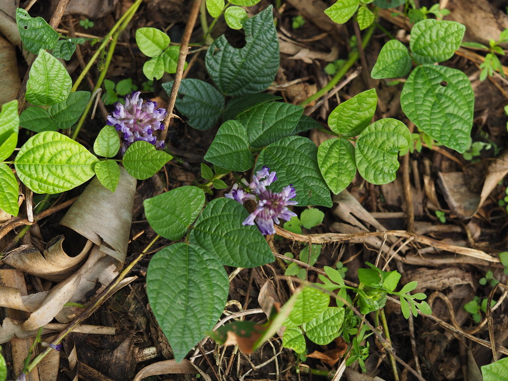 Amphicarpaea ferruginea (Amphicarpaea ferruginea)