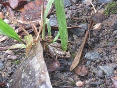 Scinax crospedospilus