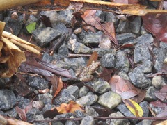 Scinax crospedospilus