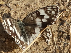 Melanargia larissa