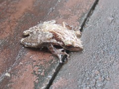 Scinax crospedospilus