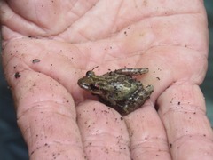 Scinax crospedospilus