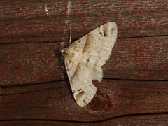 Syneora hemeropa