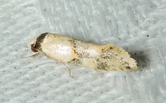 Euphiltra celeteria