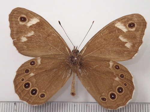 Lasiommata deidamia