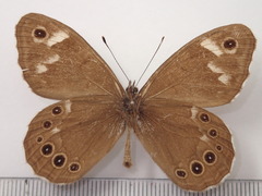 Lasiommata deidamia