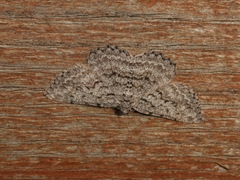 Psilosticha absorpta