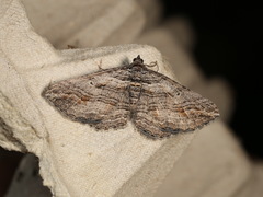 Chrysolarentia severata