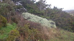 Helichrysum petiolare