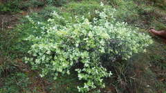 Helichrysum petiolare