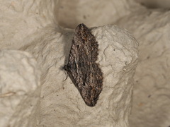 Chrysolarentia severata