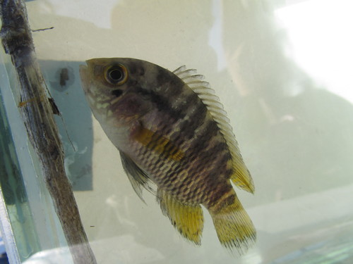 Port cichlid (Cichlasoma portalegrense) — Cichlidae — 3