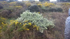 Helichrysum petiolare
