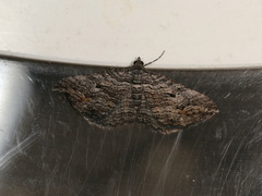 Chrysolarentia severata