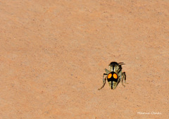 Hoplomutilla spinosa