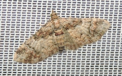 Mnesiloba eupitheciata