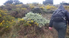 Helichrysum petiolare