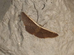 Idaea costaria