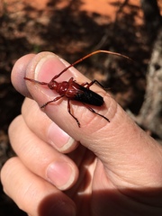 Oxymerus basalis