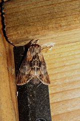 Dasylophia thyatiroides