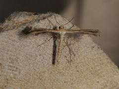 Stangeia xerodes