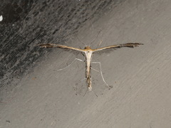 Stangeia xerodes