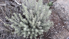 Teucrium aureum