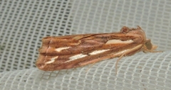 Meyrickella torquesauria