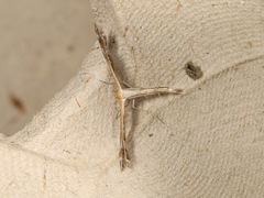 Stangeia xerodes
