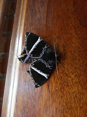 Coronidia orithea
