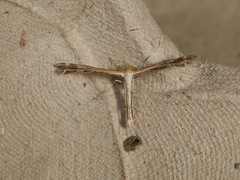Stangeia xerodes