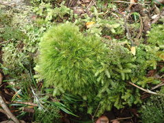 Dicranoloma menziesii