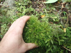 Dicranoloma menziesii