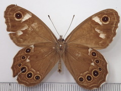 Lasiommata deidamia
