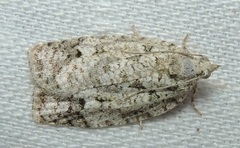 Acropolitis canana
