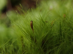 Dicranoloma menziesii