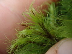 Dicranoloma menziesii