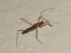Saicinae