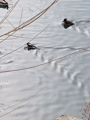 Lophodytes cucullatus