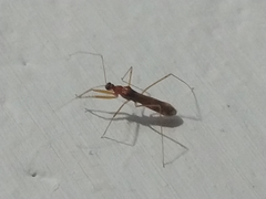 Saicinae
