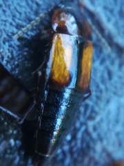 Tachinus subterraneus