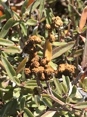 Atriplex paludosa paludosa