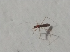 Saicinae
