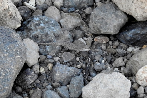 Schmidt's Tree Iguana, Liolaemus schmidti